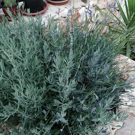 Private Restored Stone House With Terrace And Gardens Hébergement de vacances