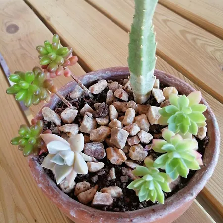 Private Restored Stone House With Terrace And Gardens * Demre