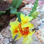 Private Restored Stone House With Terrace And Gardens בית נופש דמרה