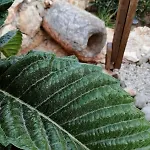 Private Restored Stone House With Terrace And Gardens * דמרה